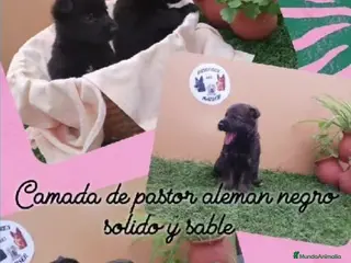 Pastor Alemán perros Pastor aleman negro solido - Anuncio 1