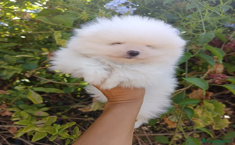 Pomerania perros - Anuncio 1