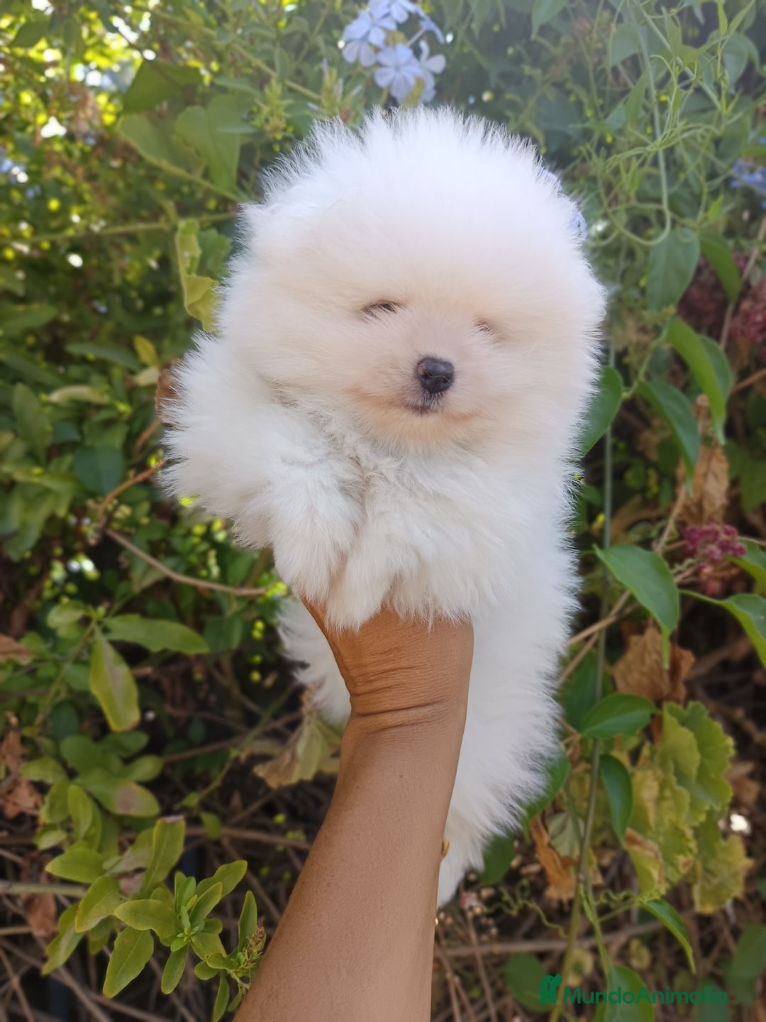 Pomerania perros en venta: Pomerania de Lulú - Imagen 1