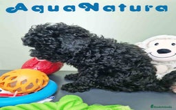 Caniche Enano perros en venta: Caniche Hembra CJMM 4801 AQUANATURA - Imagen 3