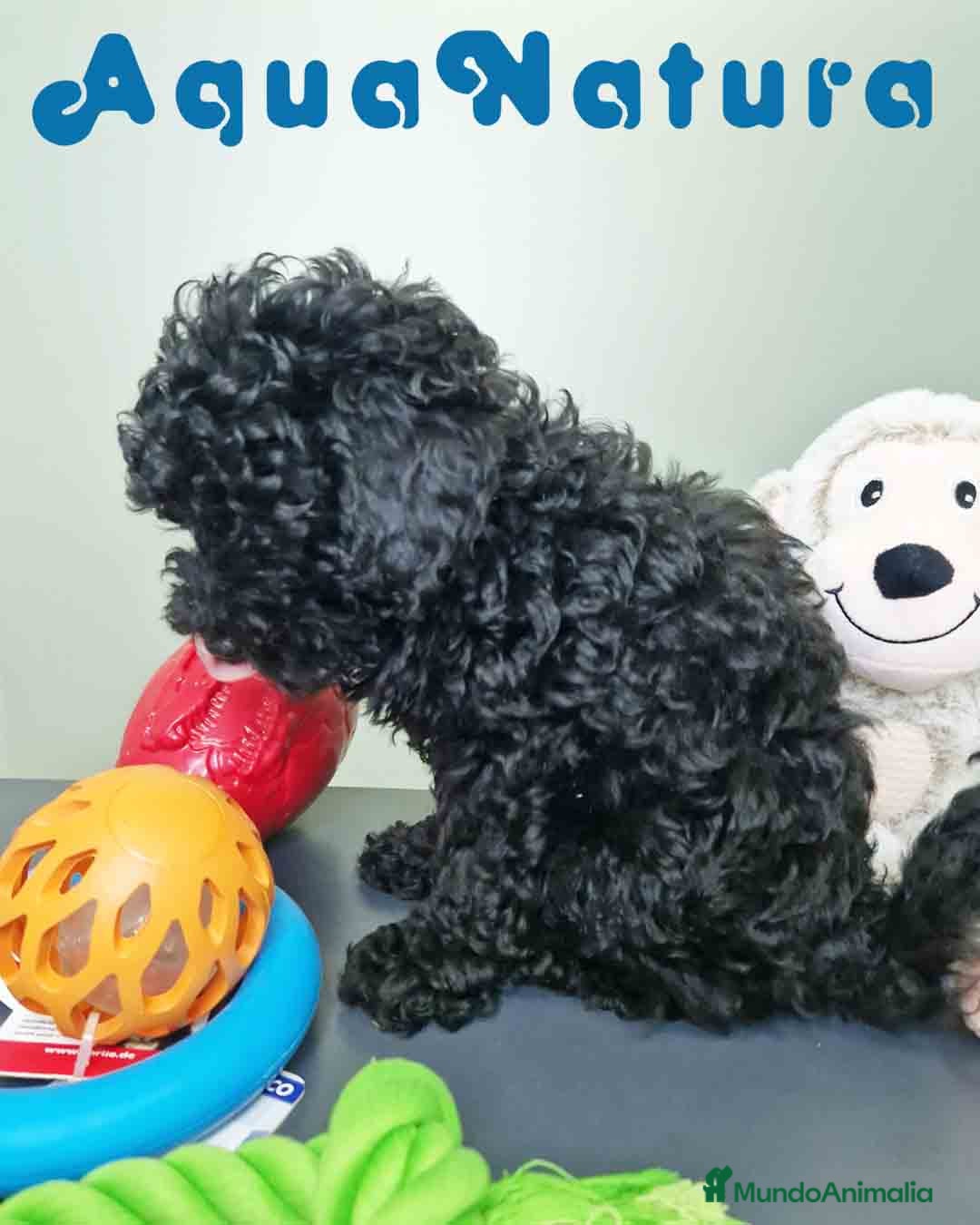 Caniche Enano perros en venta: Caniche Hembra CJMM 4801 AQUANATURA - Imagen 3