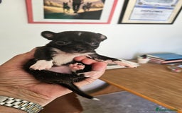 Chihuahua perros en venta: Chihuahuas mini - Imagen 2