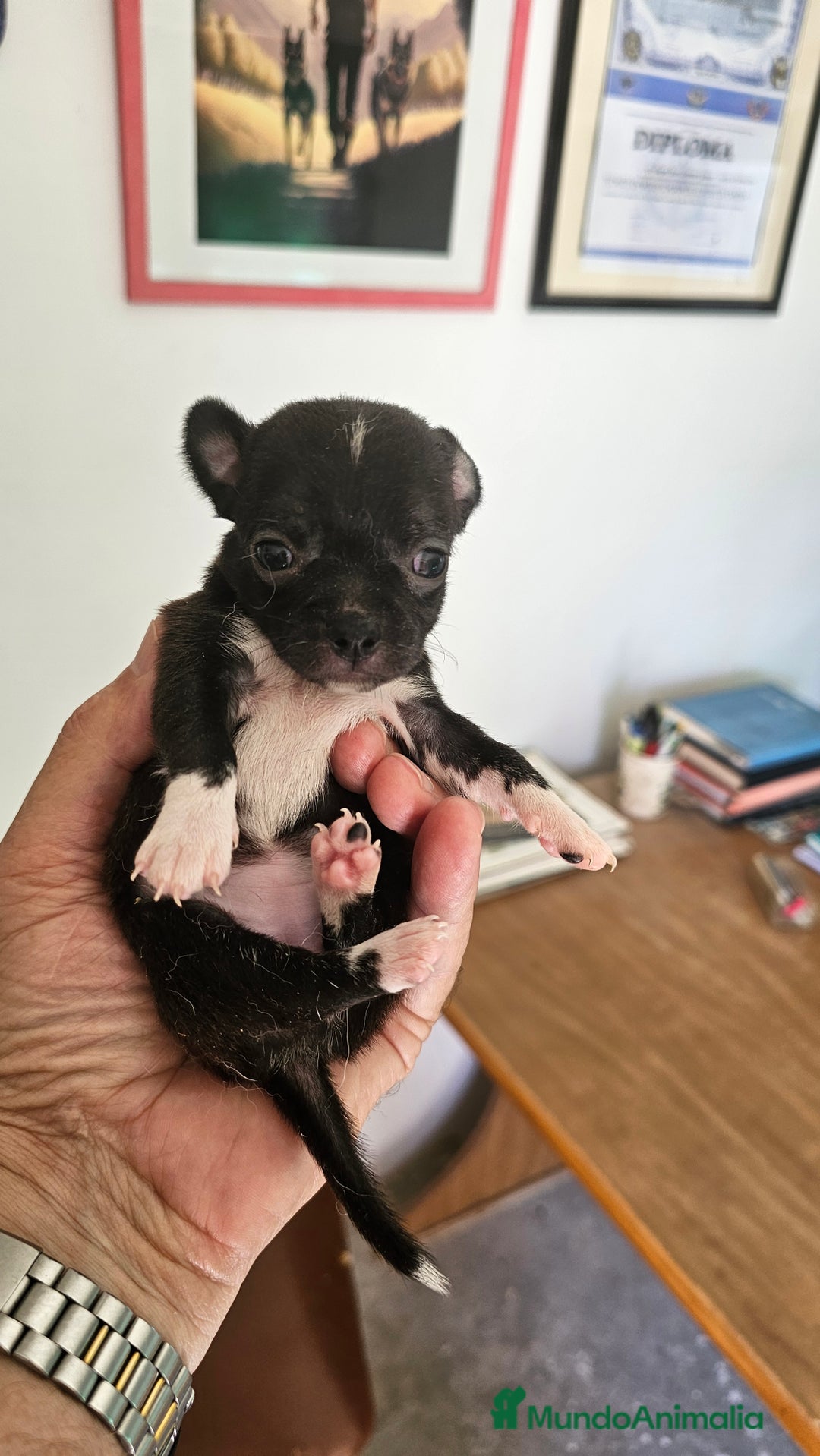 Chihuahua perros en venta: Chihuahuas mini - Imagen 2