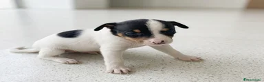 Ratonero Bodeguero Andaluz 1