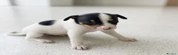 Ratonero Bodeguero Andaluz perros en venta: Disponible Bodeguero Andaluz de calidad  - Anuncio 10