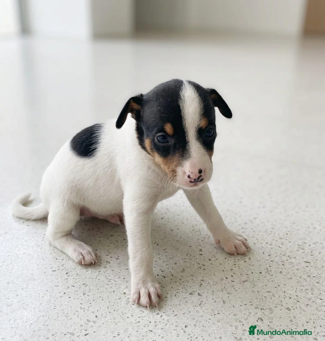 Ratonero Bodeguero Andaluz perros en venta: Disponible Bodeguero Andaluz de calidad  - Anuncio 10