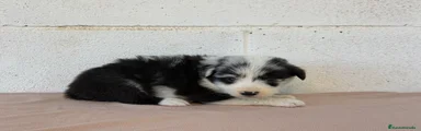 Border Collie hembra blue merle