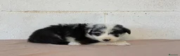 Border Collie perros en venta: 🐾🐾 Border Collie con pedigree – 8 cuccioli 🐾🐾 - Anuncio 2