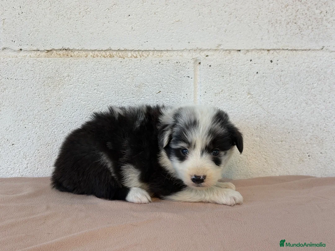 Border Collie perros en venta: 🐾🐾 Border Collie con pedigree – 8 cuccioli 🐾🐾 - Anuncio 2