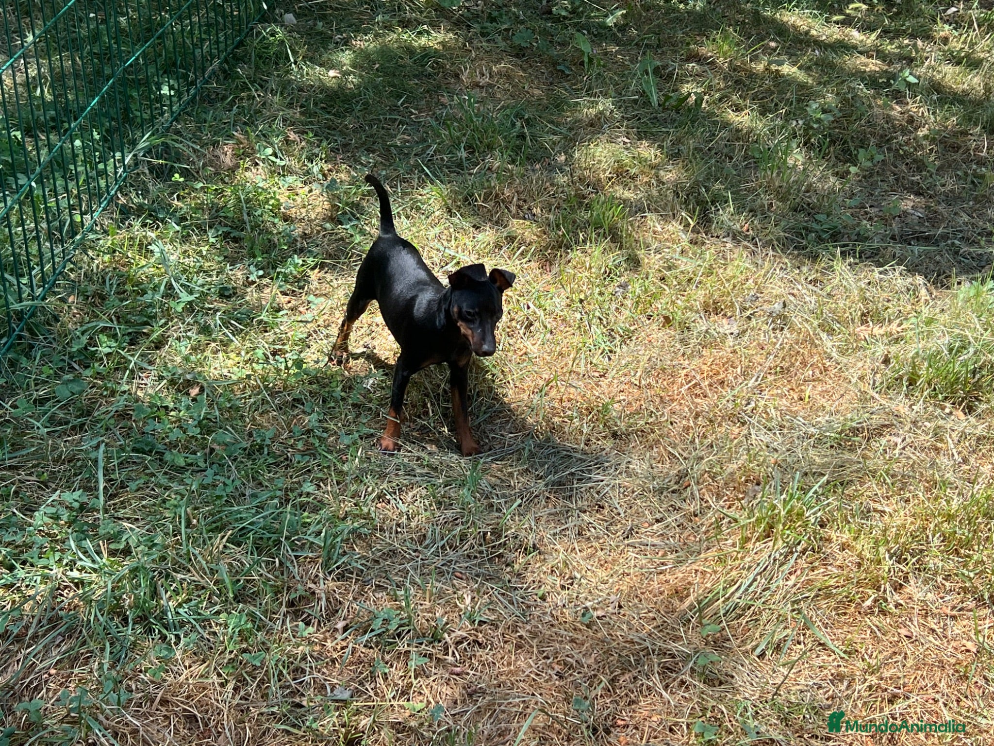 Pinscher Miniatura perros En adopción Pinscher miniatura  - Anuncio 1