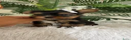 Yorkshire Terrier perros en venta: YORKSHIRE TERRIER - Anuncio 10
