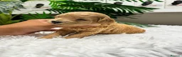 Caniche Enano perros en venta: CANICHE ENANO - Anuncio 12