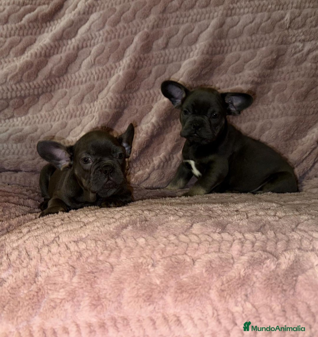 Bulldog Francés perros en venta: Bulldog francés Blue tan M y H - Anuncio 1