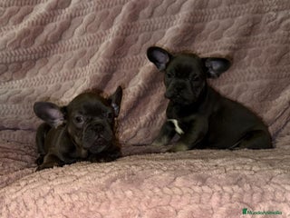 Bulldog Francés perros Bulldog francés Blue tan M y H - Anuncio 1