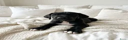 Dogo Alemán perros en venta: Camada de dogo alemán  - Anuncio 6