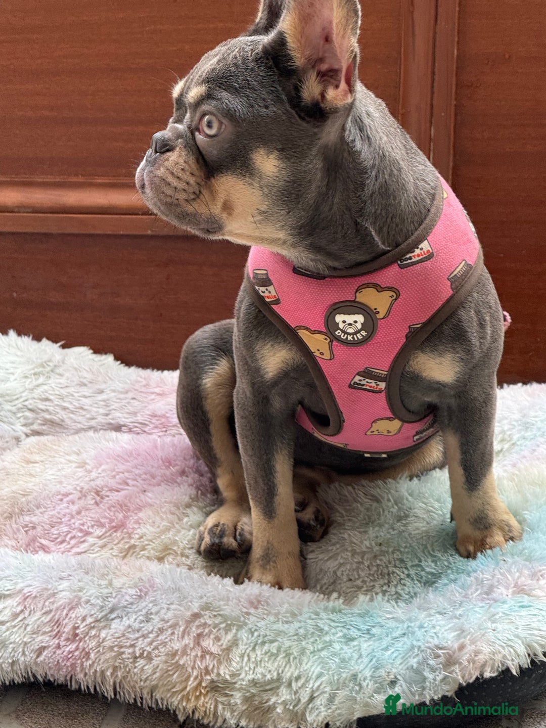 Bulldog Francés perros en venta: Lilac an tan hembra  - Imagen 2