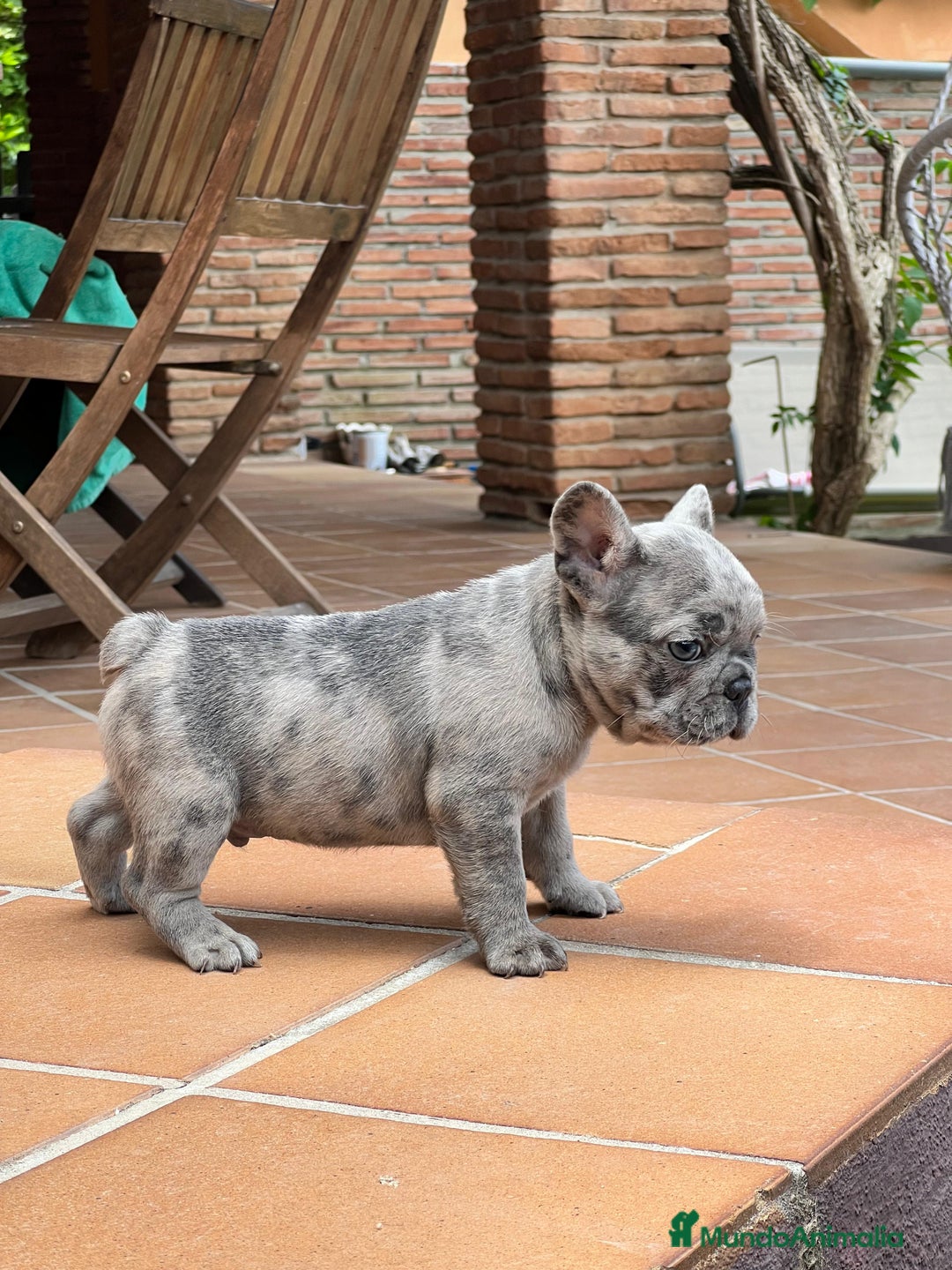 Bulldog Francés perros en venta: BULLDOG FRANCES MACHO MERLE TRILILAC  - Imagen 2