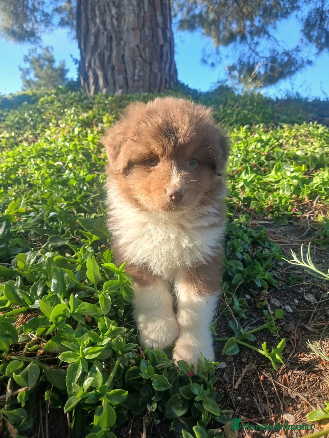 Pastor Australiano perros en venta: CACHORRO PASTOR AUSTRALIANO  - Anuncio 2