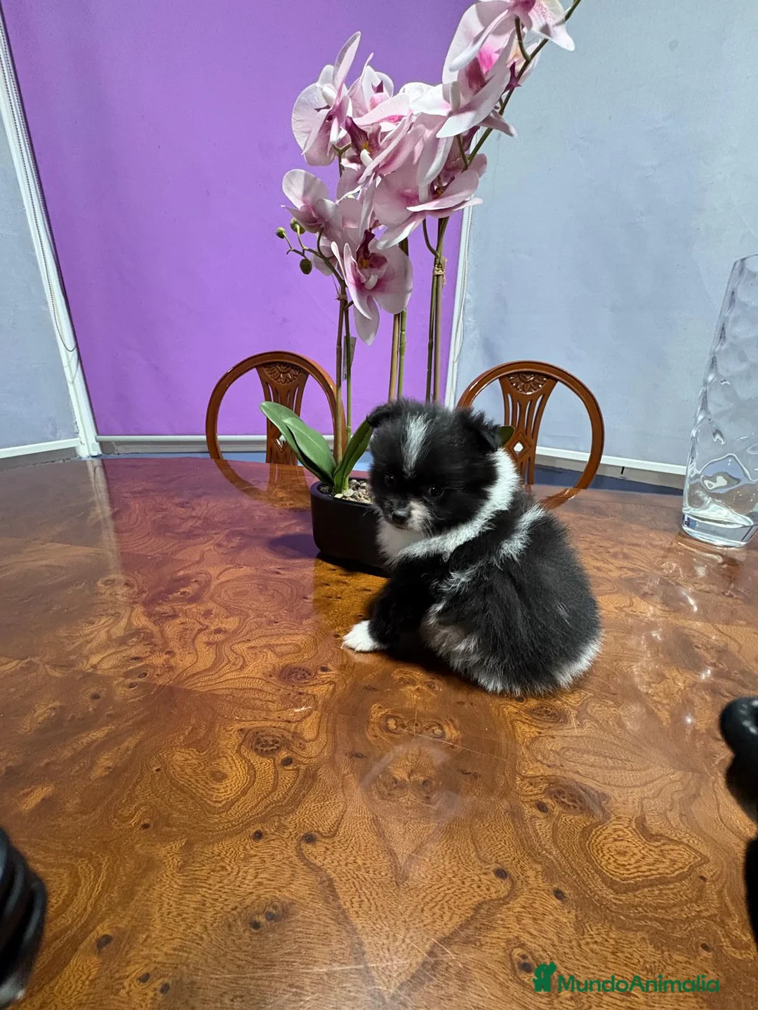 Pomerania perros en venta: Lulu Pomerania toy Party se llama Pinto - Anuncio 13