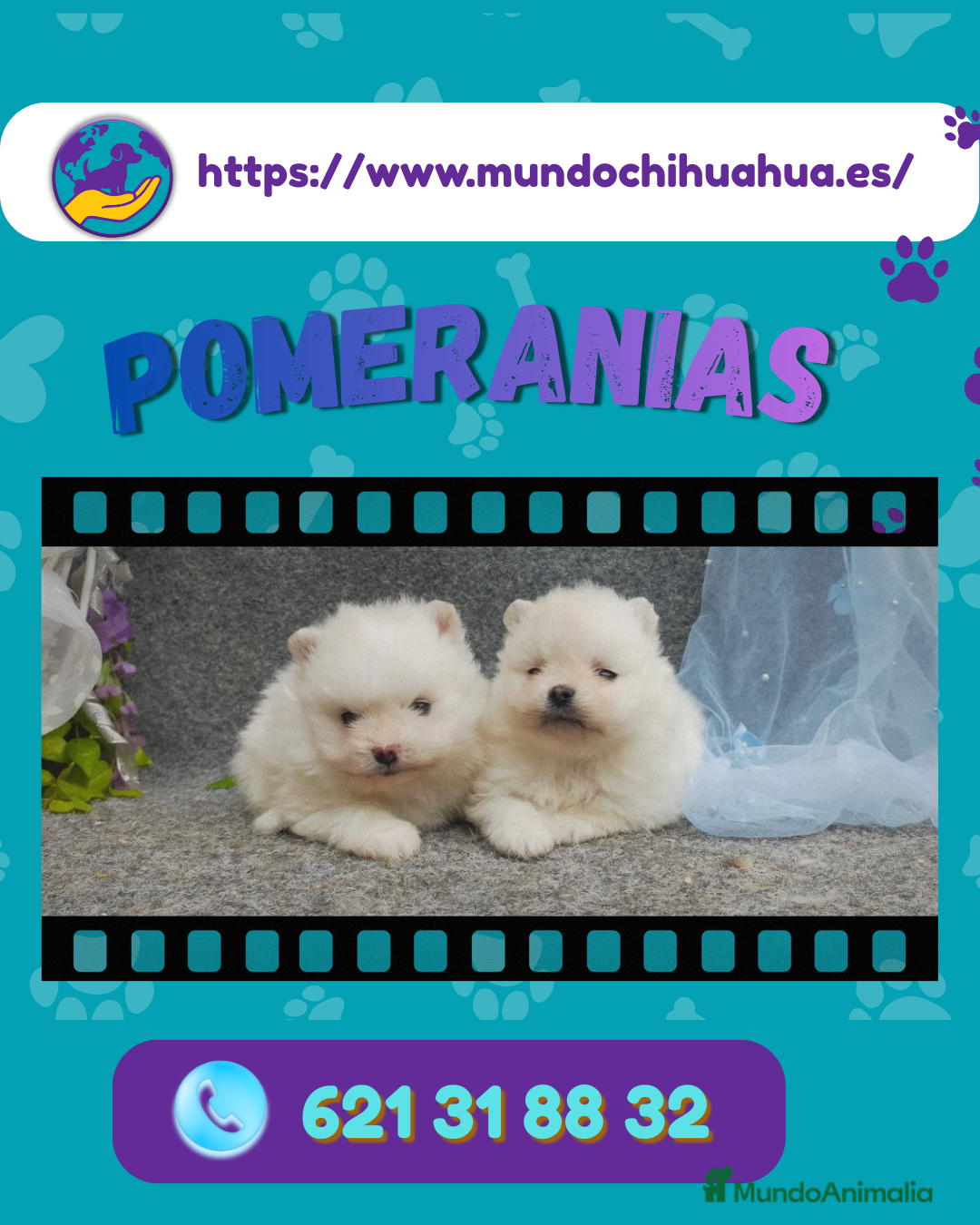 Pomerania perros Camadas de pomerania enano 🧸✨ - Anuncio 1