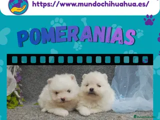 Pomerania perros Camadas de pomerania enano 🧸✨ - Anuncio 1