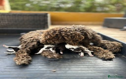 Perro de Agua Español perros en venta: Camada de perros de agua - Imagen 2