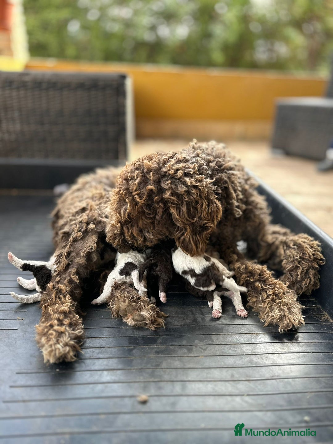 Perro de Agua Español perros en venta: Camada de perros de agua - Imagen 2