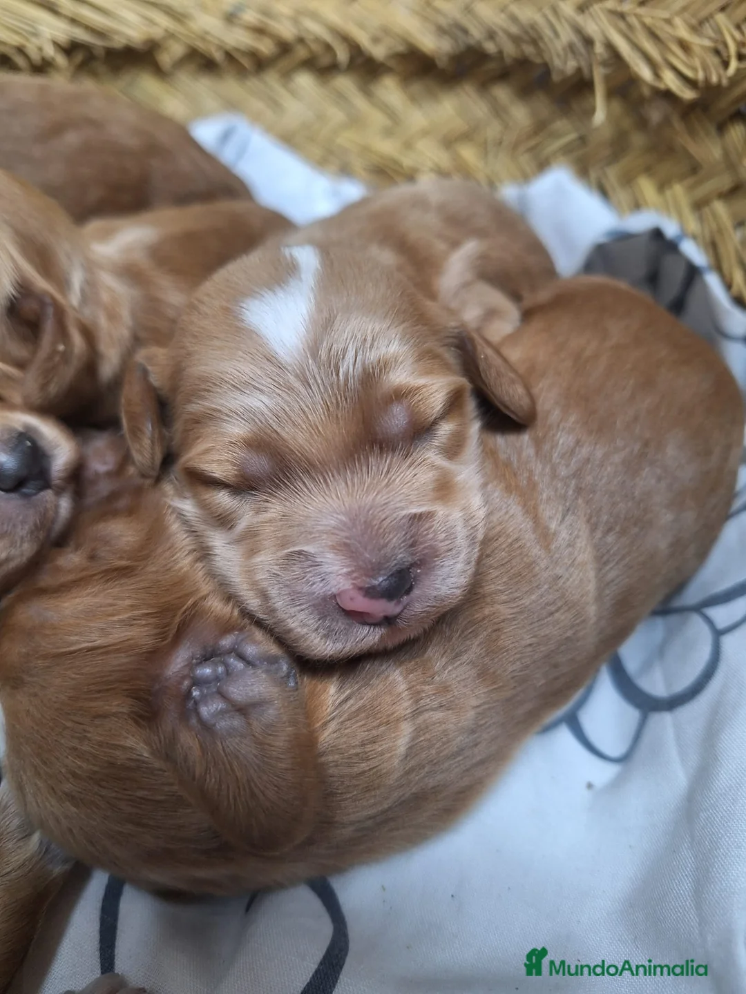 Cockapoo perros en venta: Cockapoo - Anuncio 2