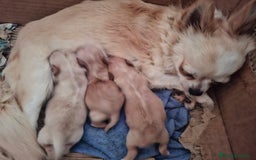 Chihuahua perros en venta: Espectacular chihuahua hembra de pelo largo. - Anuncio 4