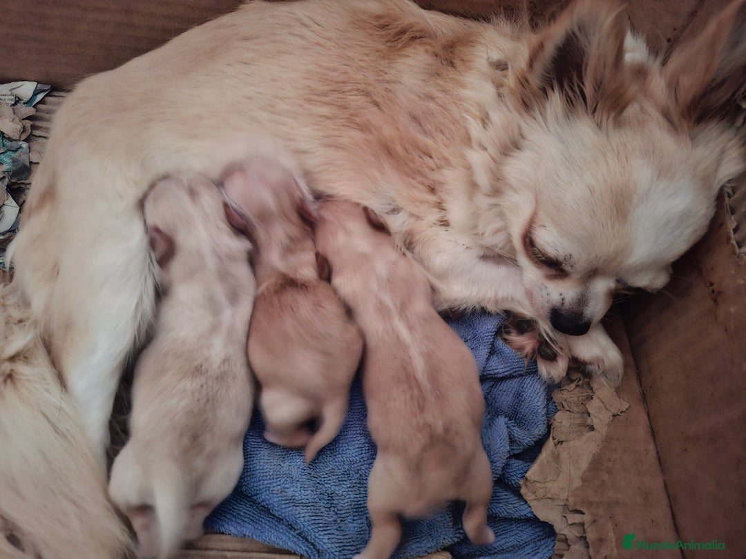 Chihuahua perros en venta: Espectacular chihuahua hembra de pelo largo. - Anuncio 4