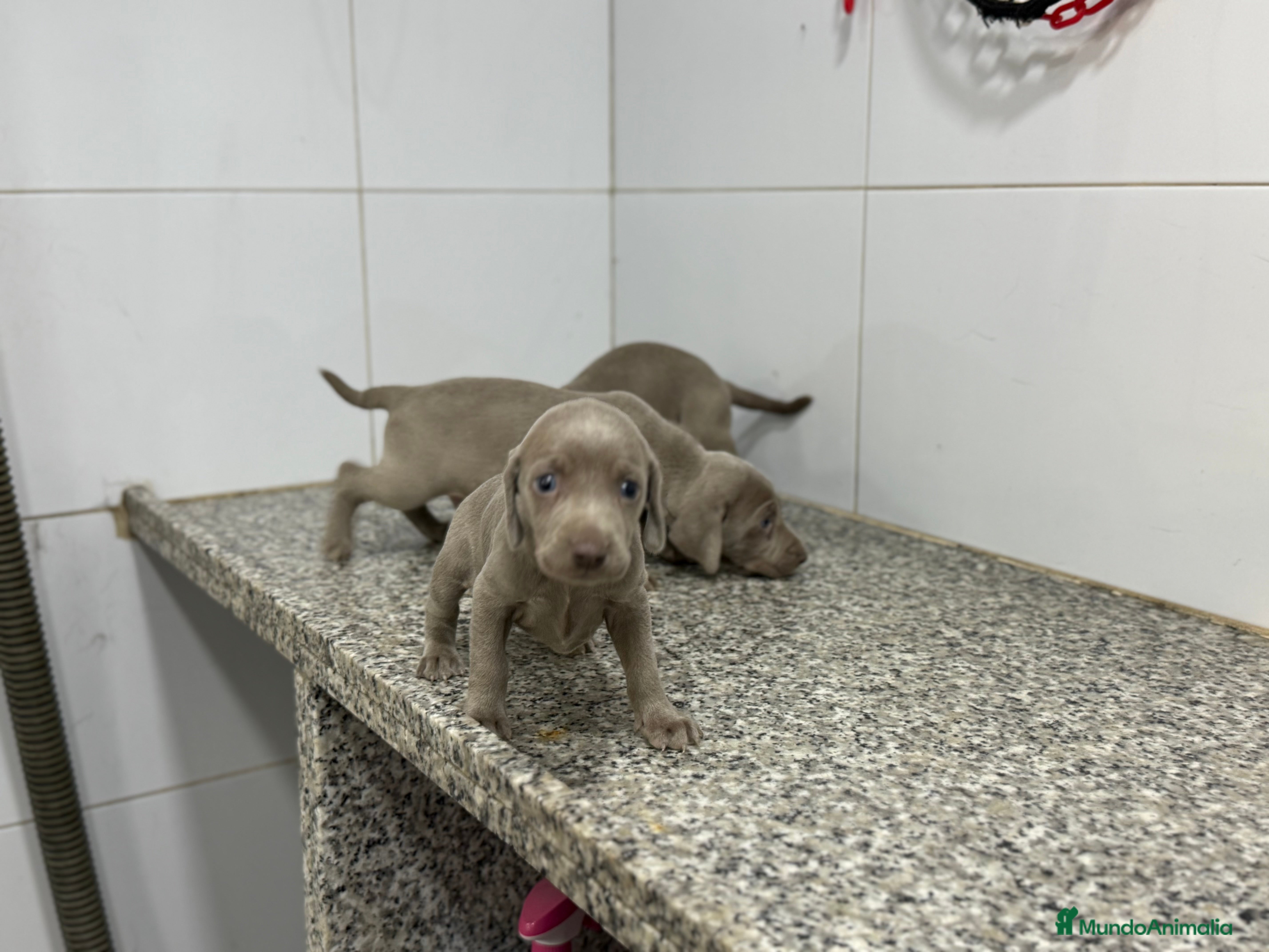 Weimaraner perros Cachorros Braco de Weimar 600€ ¡PRECIO REAL! - Anuncio 1