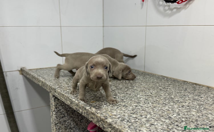 Weimaraner perros - Anuncio 1