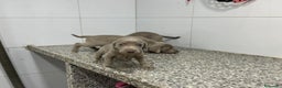 Weimaraner perros en venta: Cachorros Braco de Weimar 600€ ¡PRECIO REAL! - Anuncio 1