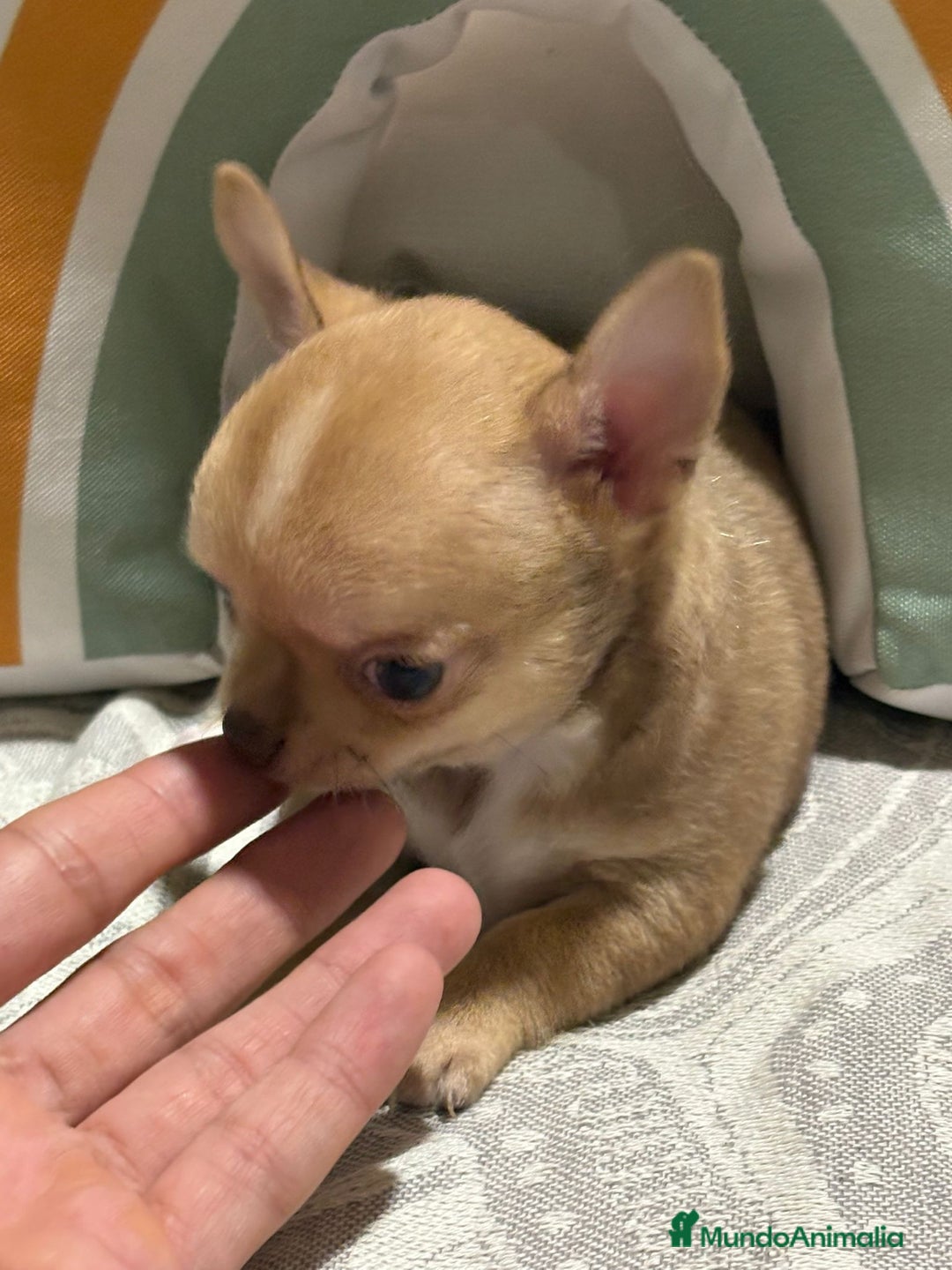 Chihuahua perros en venta: Exclusivos chihuahuas rusos - Imagen 10