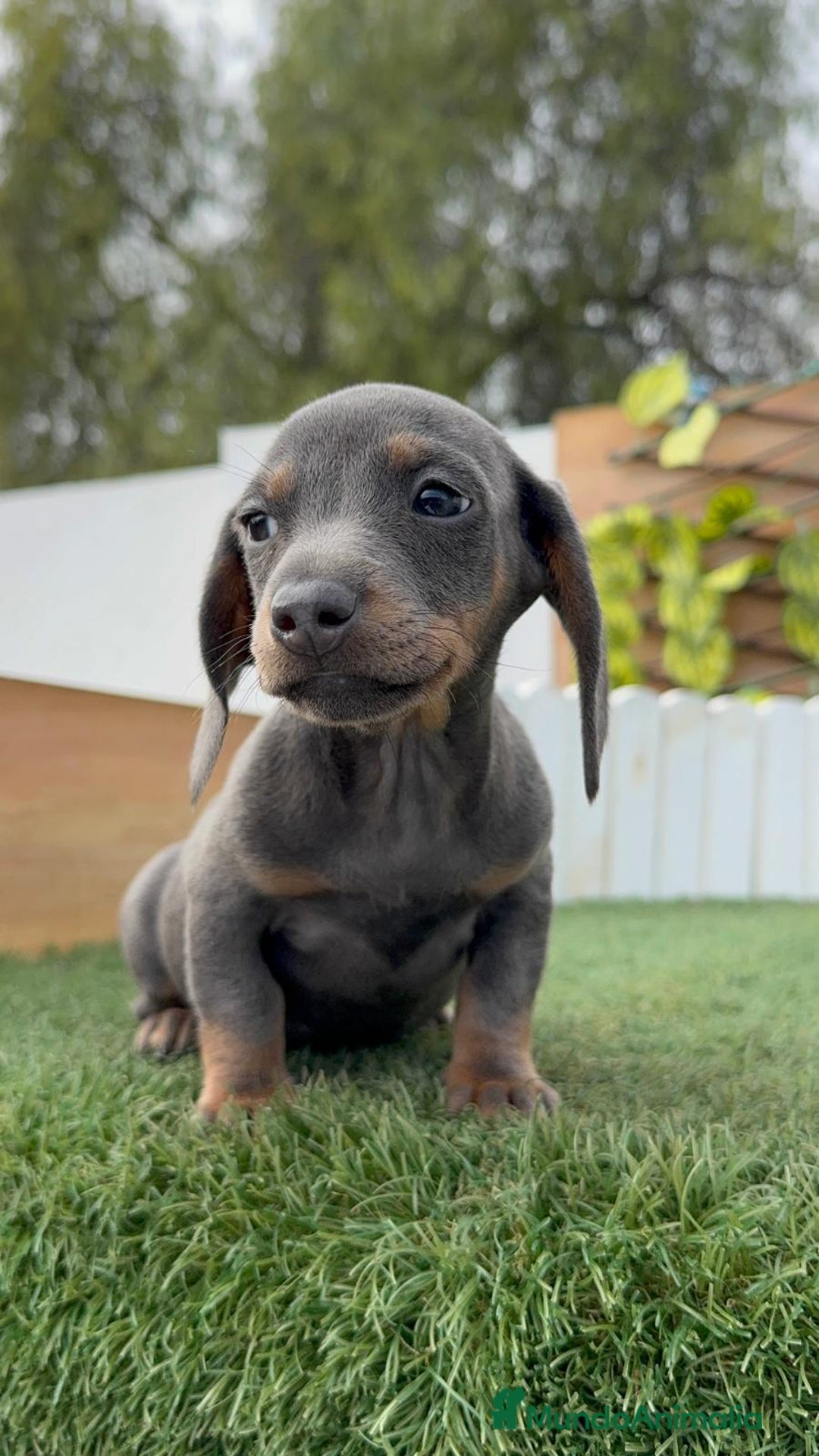 Teckel Miniatura perros en venta: TECKEL MINIATURA BLUE - Anuncio 11