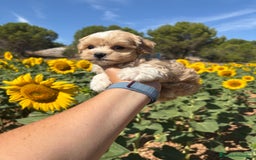 Maltipoo perros en venta: Maltipoo de caramelo !!!!!! - Imagen 7