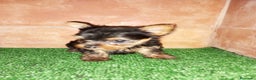 Yorkshire Terrier perros en venta: Yorkshire miniatura en Badajoz - Anuncio 3