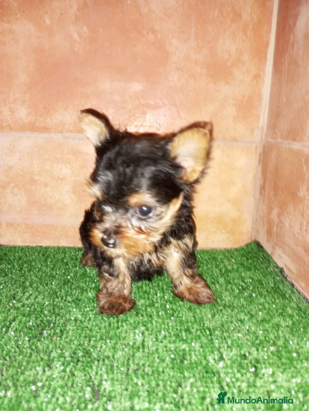 Yorkshire Terrier perros en venta: Yorkshire miniatura en Badajoz - Anuncio 3