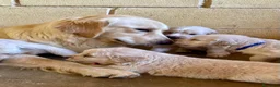 Golden Retriever perros en venta: Golden retriver  - Anuncio 7