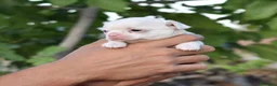 Chihuahua perros en venta: CHIHUAHUA CACHORROS  - Anuncio 4