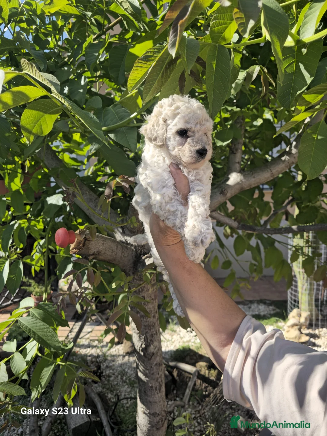 Caniche Toy perros en venta: Caniche macho disponible🐶🐾 - Anuncio 1