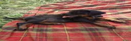 Dobermann perros en venta: Doberman  - Anuncio 11