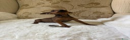Pinscher Miniatura perros en venta: Pinscher Miniatura cachorro hembra  - Anuncio 12