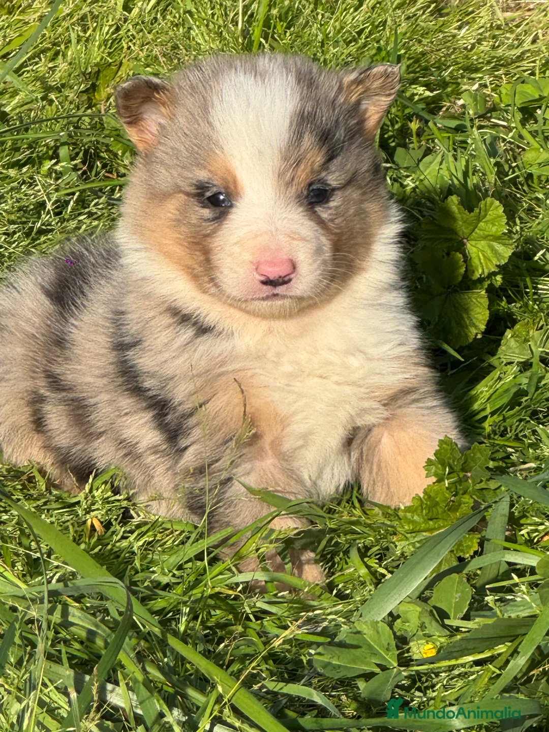 Border Collie perros en venta: Exclusivos Border Collie  - Anuncio 1