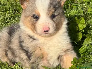 Border Collie perros Exclusivos Border Collie - Anuncio 1