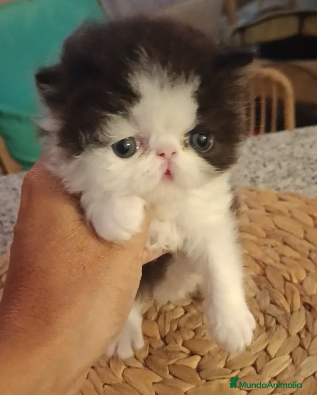 Persa gatos Macho Persa puro - Anuncio 2