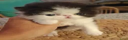Persa gatos en venta: Macho Persa puro - Anuncio 1