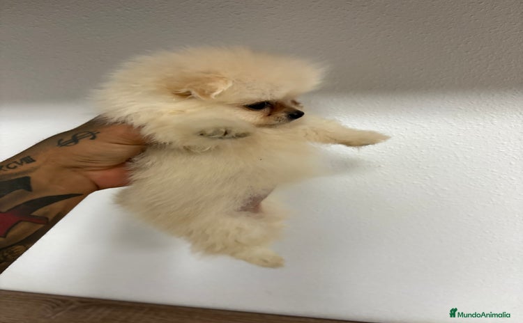 Pomerania perros - Anuncio 1