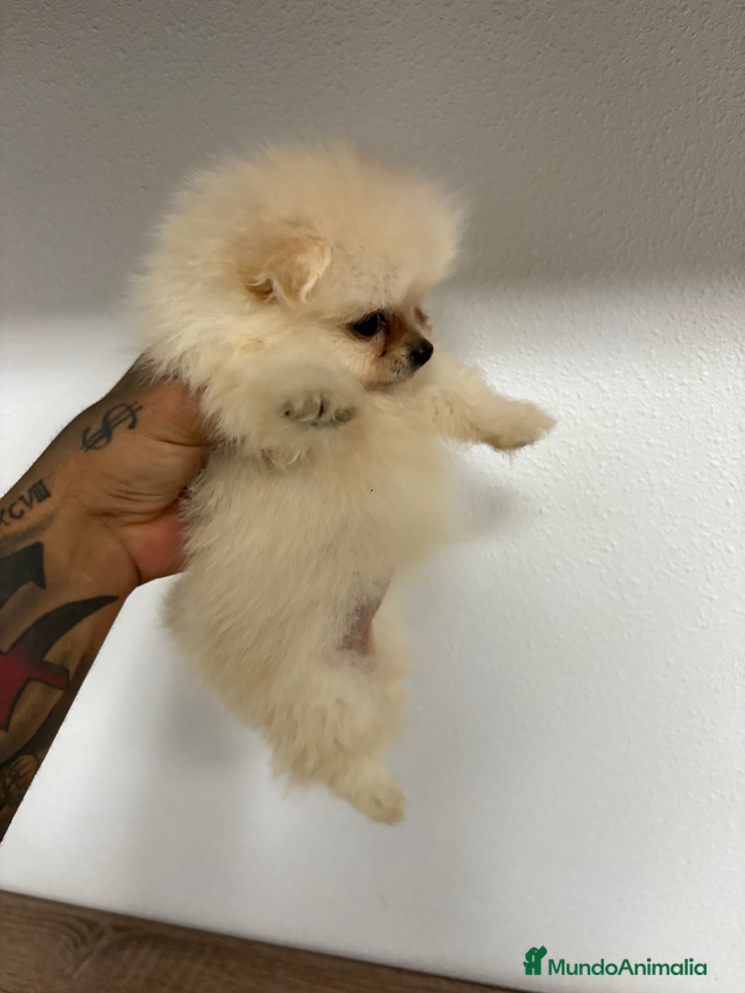 Pomerania perros en venta: Pomerania hembra  - Imagen 1