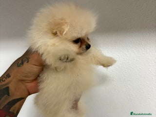Pomerania perros - Anuncio 15